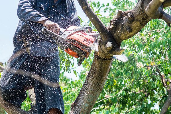 7-major-benefits-of-Tree-Trimming